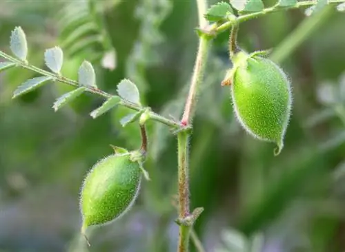 garbanzos en crecimiento