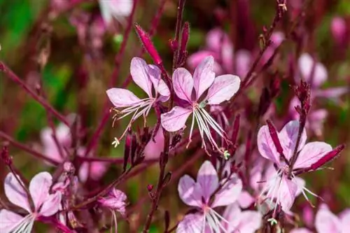 Magnifica candela: talea per una crescita e una fioritura ottimali