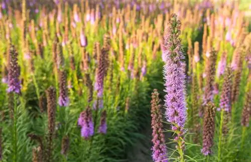 Lokasyon ng Liatris spicata