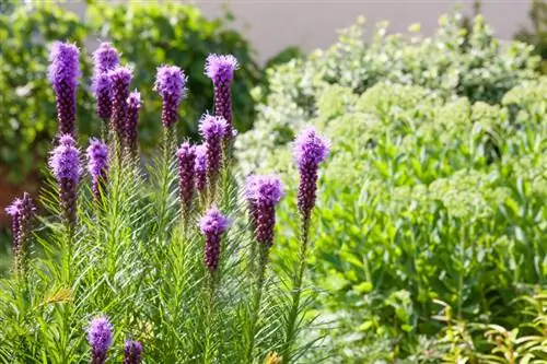 Cómo plantar y propagar correctamente el árbol de carbón: instrucciones