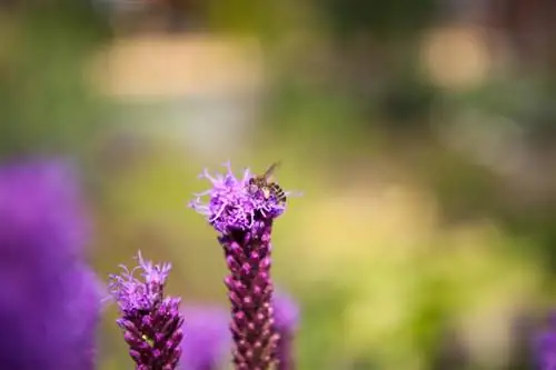 Liatris spicata saxla