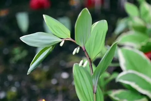 Il vero sigillo di Salomone in giardino: cura e consigli sulla collocazione