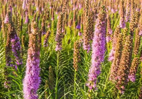 Couper la splendeur : Quel est le bon moment ?