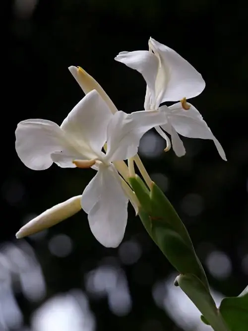 Flor de jengibre en tu propio jardín: cultivo, cuidado y cosecha