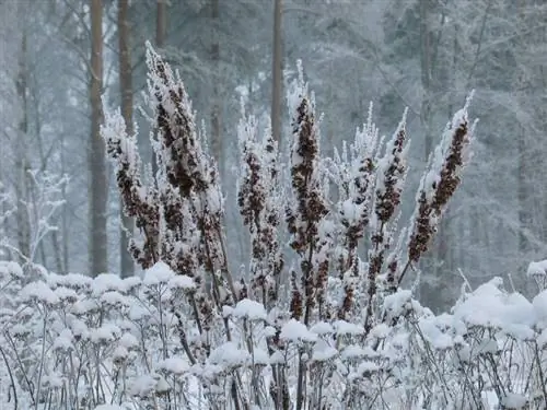 Žiemai atsparus spindesys: taip jis išgyvena minusinę temperatūrą