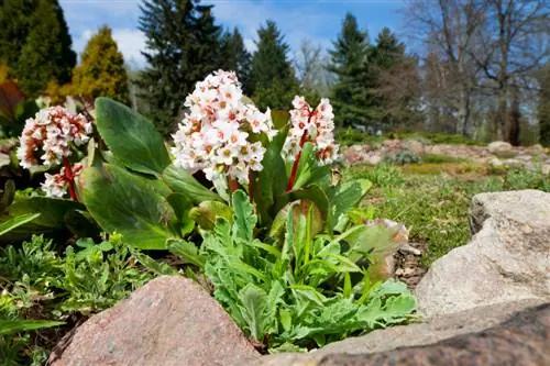 Kies 'n ligging vir Bergenia: Dit is hoe hulle die beste floreer