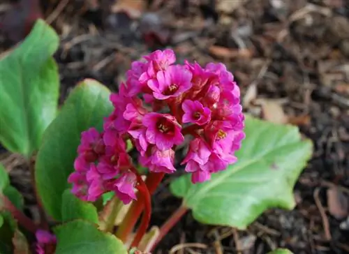 Bergenia verzorgen gemakkelijk gemaakt: tips voor gezonde planten