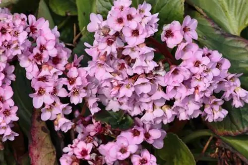 Poda de bergenia