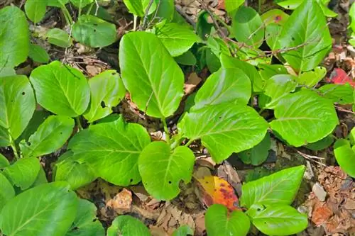 Bergenia bloeit niet? Hoe het probleem op te lossen