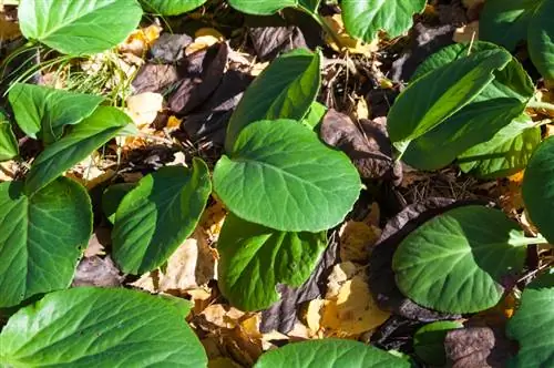 Bergenia udbredelse