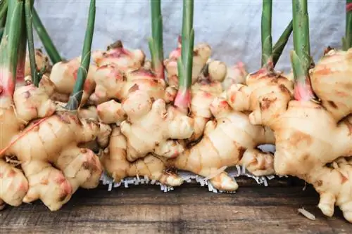 Ginger cultivation: Qhov no yog li cas koj loj hlob lub ntsim tuber koj tus kheej