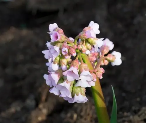 Bergenia növləri: Ən məşhur növləri kəşf edin