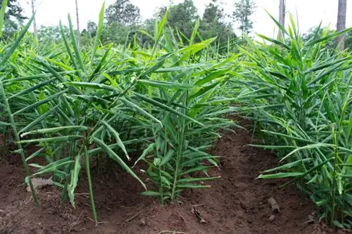 Growing ginger