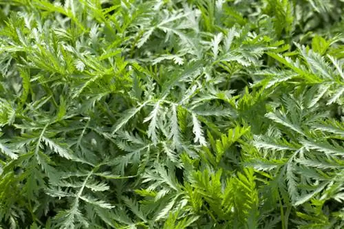 Mugwort qarışıqlığı