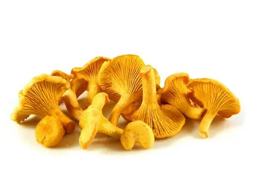 chanterelles өстүрүү