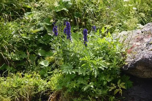 Vendndodhja e Aconitum napellus