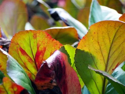 Verdeel Bergenia - timing en procedure