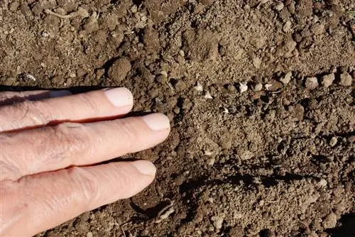 Cultiu d'espinacs amb èxit: a què cal parar atenció a l'hora de sembrar?