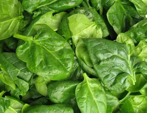 Spinach poisonous