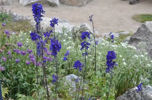 Blue Monkshood: ¿Qué tan venenosa es realmente esta planta?