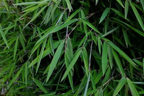 Bambú de jade en maceta: así funciona la plantación ideal en maceta