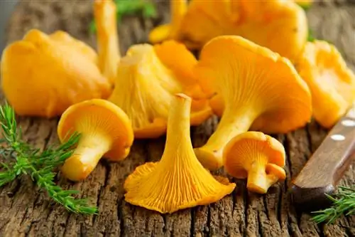 Menumbuhkan Chanterelles