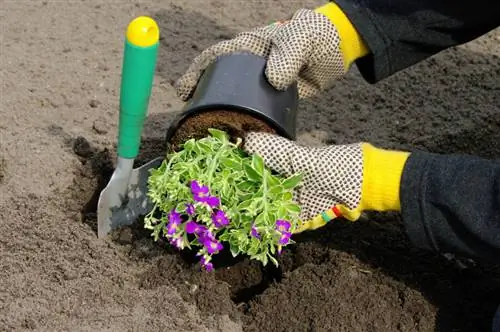 Piantare cuscini blu: ecco come cresce il colorato fiore precoce