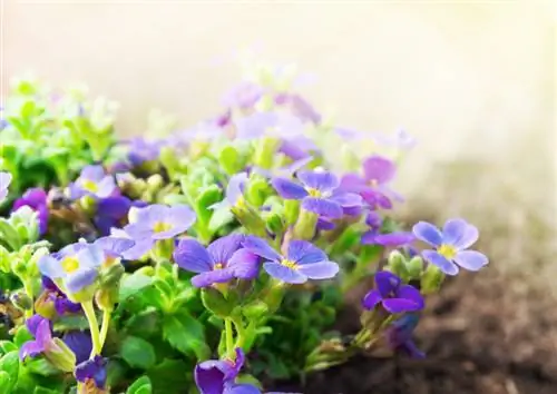 Verzorging van blauwe kussens: tips voor een gezonde groei en weelderige bloemen