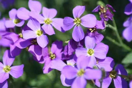 Blue Cushion: When is the flowering time of this bee pasture?