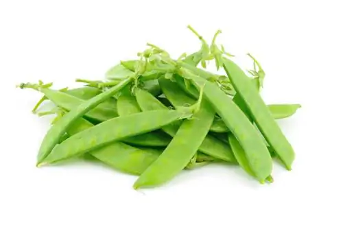 Growing tips for sugar peas: How to harvest successfully in summer