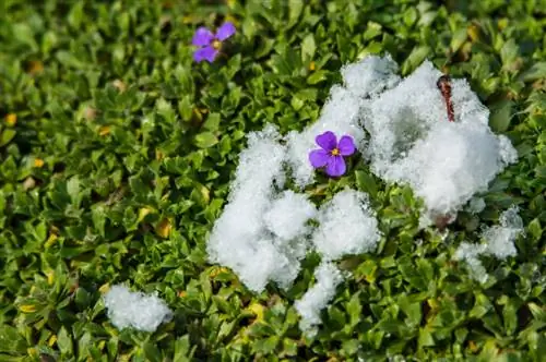 Winterharde blauwe kussens: locatiekeuze, verzorging en veiligheid