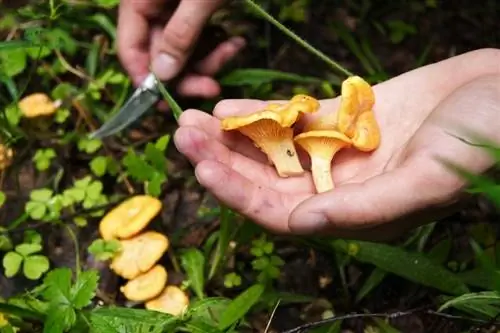 Find chanterelles: When does the mushroom season open?