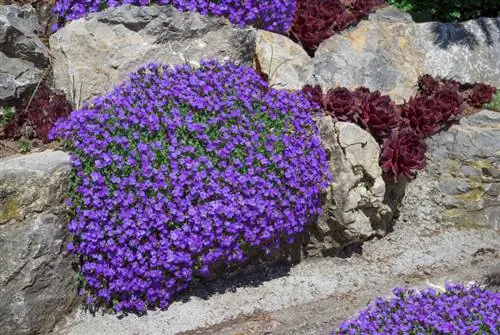 Giardino roccioso con cuscino blu