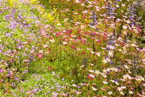 Cultivar tu mateix coixins blaus: Com aconsegueixes la sembra ideal?