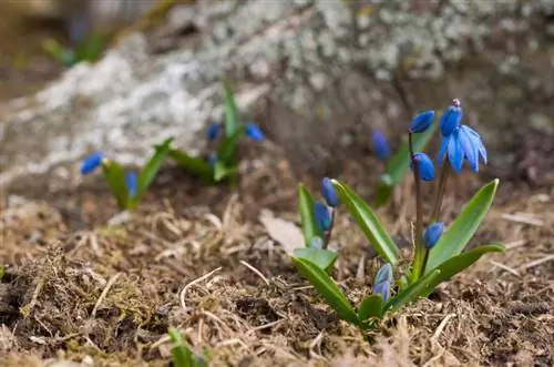 Scilla je strupena