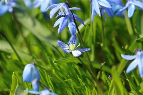 Scilla: periodo di fioritura e cura adeguata in giardino