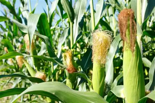 Colorful corn in the garden: varieties and cultivation tips