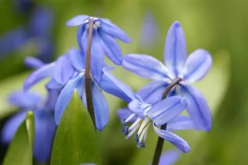 Squill trong vườn: Mọi thứ bạn cần biết