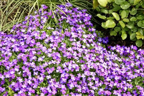 Propagation du coussin bleu