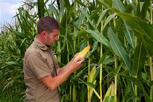 Harvest corn