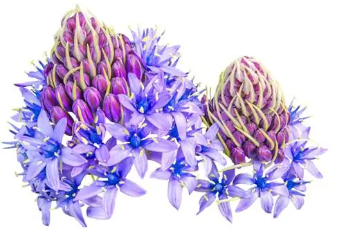 Penjagaan Scilla Peruviana