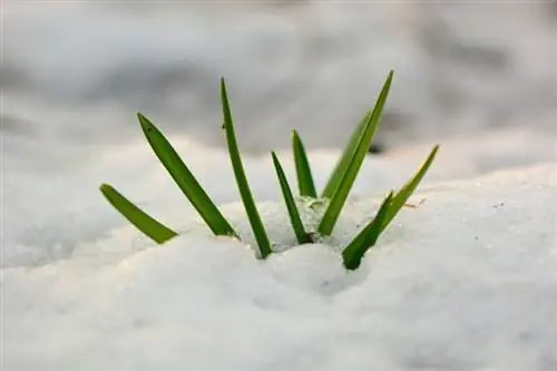 Scilla peruviana nella neve