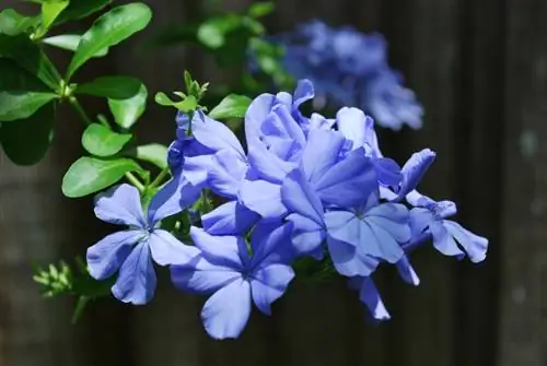 Подрязване на Leadwort