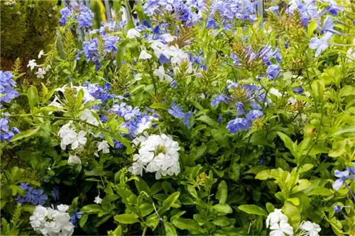 Skötsel av blyört: Tips för magnifik tillväxt och blomning