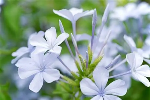 Leadwort žiemos ketvirčiai