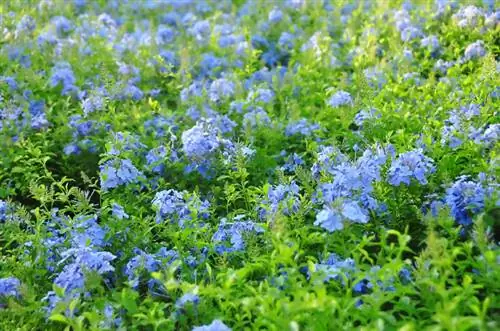 Leadwort բազմացում