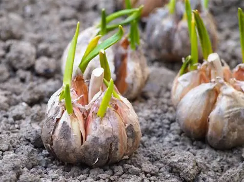 Propagate garlic