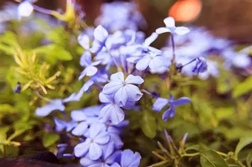 Leadwort résistant à l'hiver