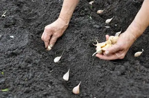 Tanam bawang putih Anda sendiri