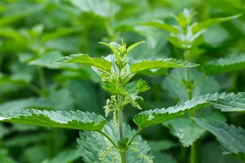 Stinging nettle species: Discover the diversity in Germany